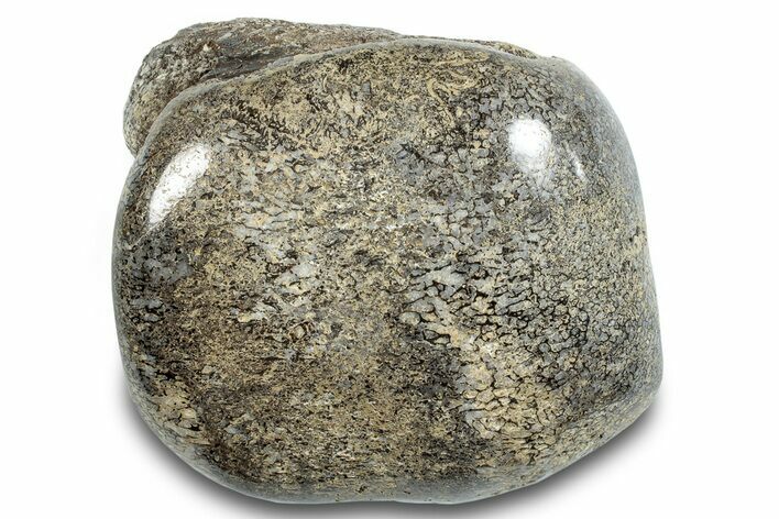 Polished Iguanodon Bone - Isle Of Wight #284231